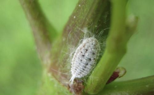 Мирт сохнет и сбрасывает листья, как его реанимировать. Почему у мирта опадают листья?