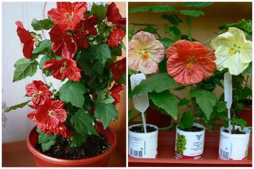 Абутилон: виды растения, правила выращивания и ухода