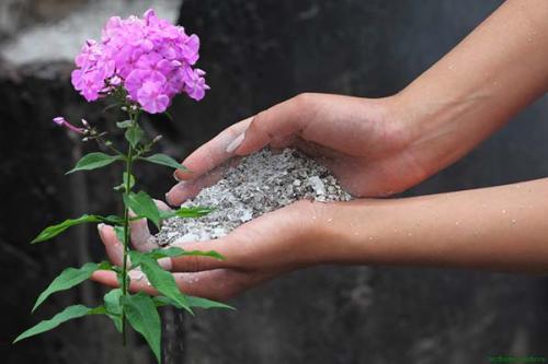 Когда садить флоксы многолетние семена. Выращивание многолетних флоксов из семян