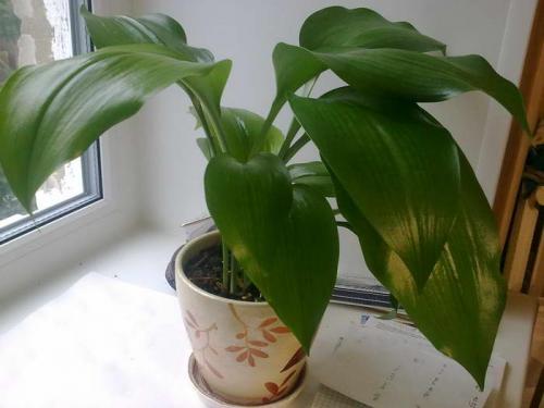 Почему эухарис не цветет и как заставить зацвести цветок. Почему не цветет эухарис в домашних условиях и как заставить ее цвести