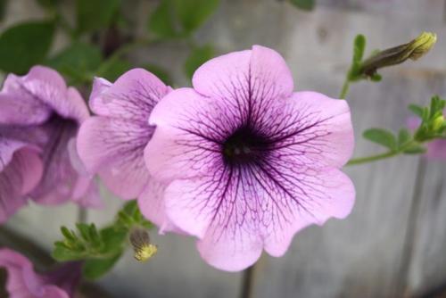 Правильное черенкование петунии. Черенкование петунии