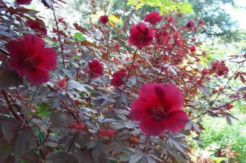 Гибискус кислый зимовка. Гибискус кислый