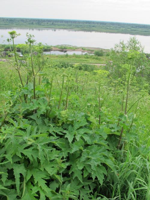 Растение похожее на борщевик. С чем можно спутать борщевик Сосновского?