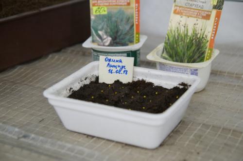 Ожика снежно-белая ЛЮЦИУС. Посев декоративных злаков (Ситник, Ожика, Булавоносец)