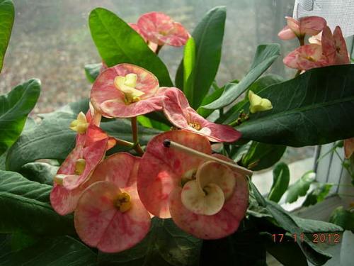 Почему молочай Миля сбрасывает листья. Описание Молочая Миля