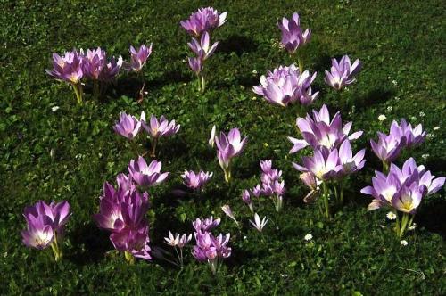 Безвременник великолепный