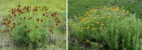 Ратибида в ландшафтном дизайне