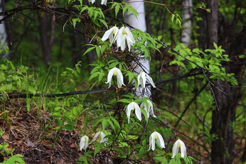 Клематис княжик. Декоративное и лечебное растение в вашем саду — княжик