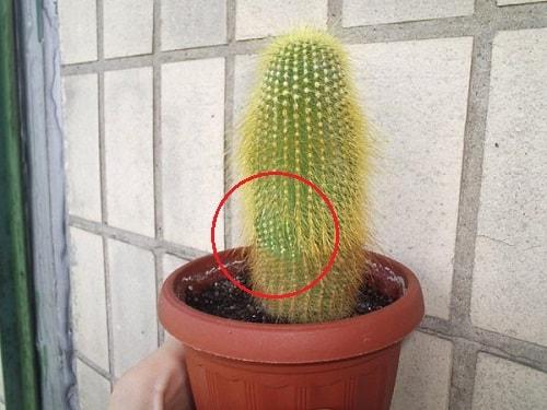 Почему, кактус желтеет. Болезни кактуса по причине неправильного ухода за растением