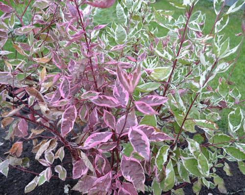 Пестролистные кустарники. Как вырастить дерен пестролистный на дачном участке