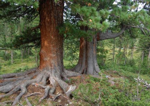 Посадка молодого кедра. Посадка кедра и уход за ним