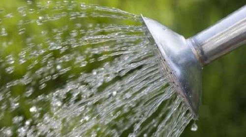 Почему фикус перестал расти вверх. Почему не растет фикус в домашних условиях: основные причины