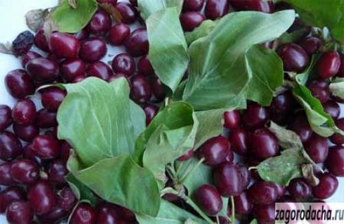 Кизил обыкновенный Джолико. Выращивание кизила обыкновенного