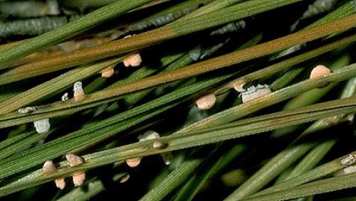 Ржавчина хвои сосны