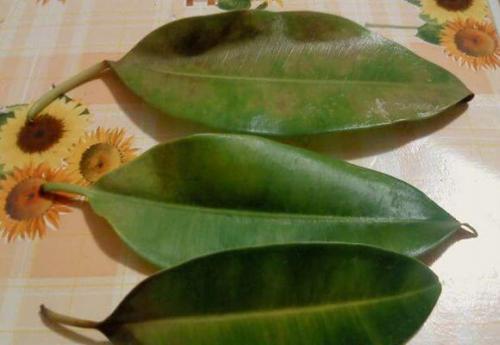 Почему каучуконосный фикус сбрасывает листья, что делать. Что делать, если каучуконосный фикус сбрасывает листья?