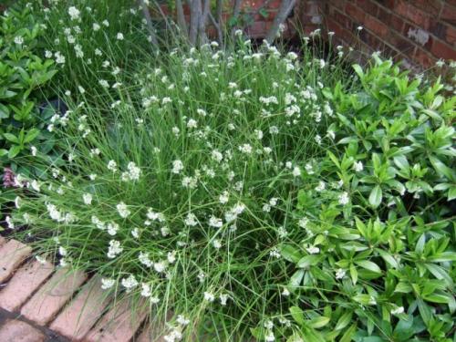 Лузула снежная. Ожика снежно-белая