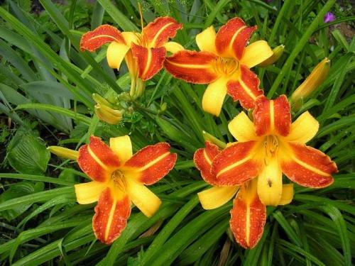 У лилейника желтеют листья. Всё о распространенных болезнях лилейников и их лечение