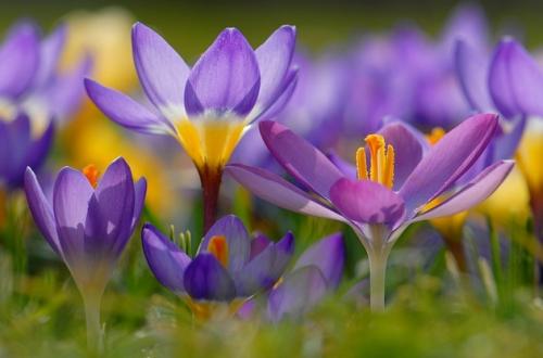 Крокус уход. Крокус