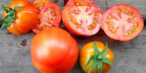 Лучшие гибриды томатов для открытого грунта. Индетерминантные и полудетерминантные томаты: что это такое и лучшие сорта