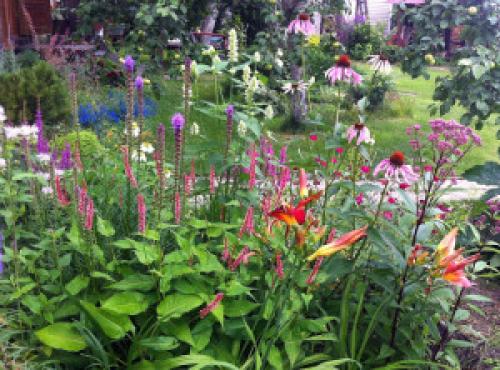 Горец змеиный в саду. Мой любимый горец