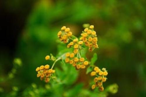 Трава Девы Марии. Калуфер - ароматная закладка для «Вечной книги»