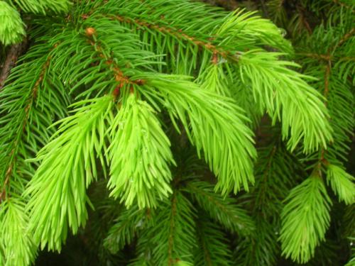 Чем подкормить кедр. Удобрения для хвойных деревьев