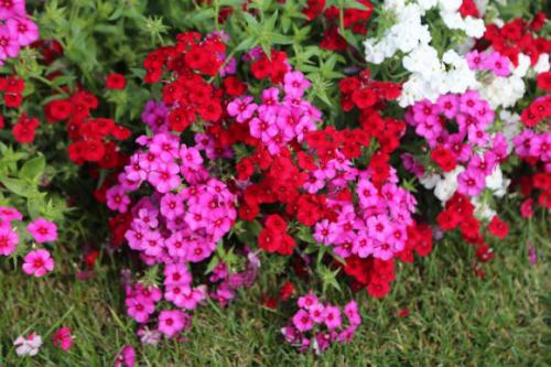 Однолетние цветы подзимний посев. Подзимние посевы цветов