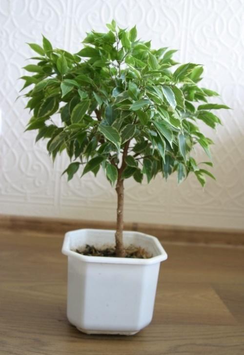 Как сделать пышную крону для фикуса Бенджамина. Как обрезать фикус Бенджамина: способы формирования кроны