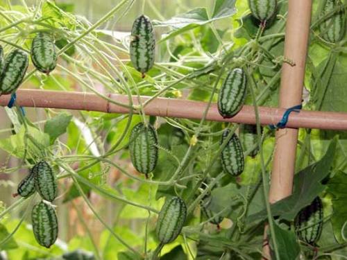 Редкие огородные культуры. Какие редкие овощи посадить на огороде?