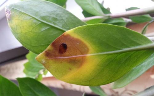 Замиокулькас белый налет на листьях. Проблемы с листьями замиокулькаса