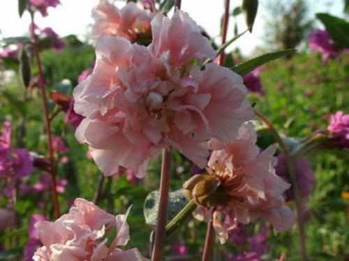 Кларкия прелестная. Виды и сорта кларкии с фото