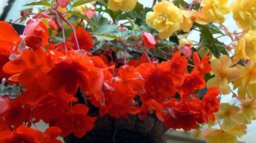 Бегония Вечноцветущая однолетняя или многолетняя. Бегония многолетняя или однолетняя