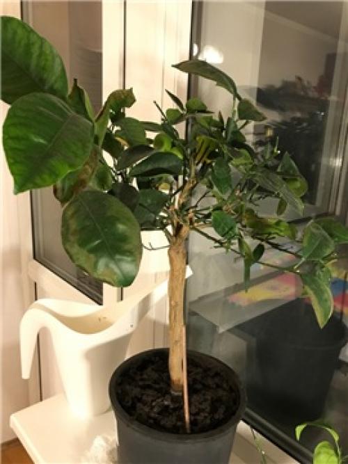 Почему апельсиновое дерево сбрасывает листья. #662 neodyme1