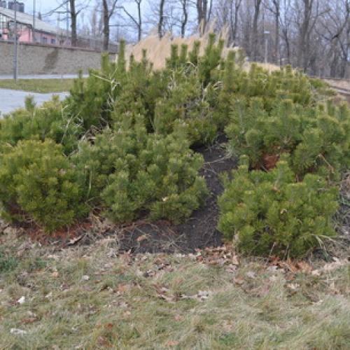 Кедр сибирский, как быстро растет. Характеристика сибирского кедра, размеры и скорость роста