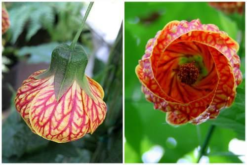 Абутилон: виды растения, правила выращивания и ухода