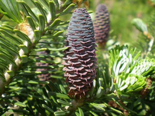 Пихта благородная. Ботаническое описание