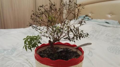 Как реанимировать Мирт, если он засох