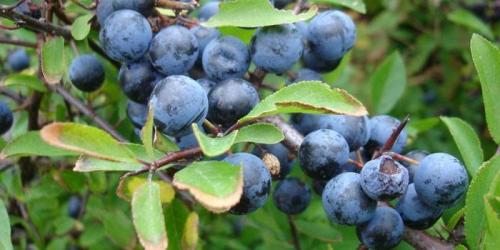 Торн или терн. Что такое терновник