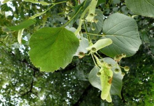 Липа европейская жилкование. Строение липы