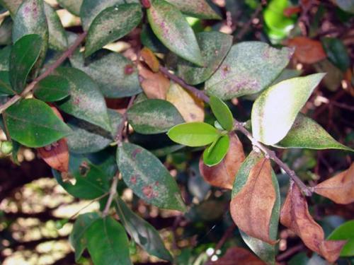 Мирт чернеют листья. Болезни