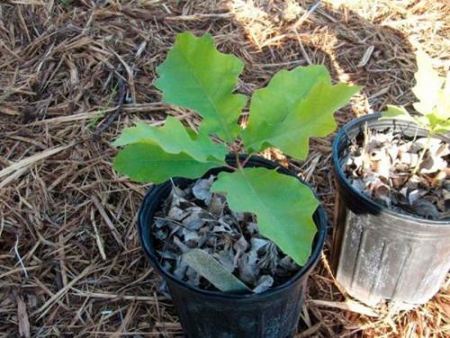 Как вырастить дуб в саду. Дуб на садовом участке: как правильно посадить и ухаживать