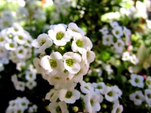 Лобулярия морская. Сорта и виды