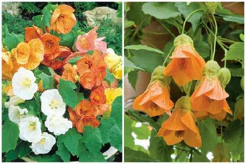 Абутилон: виды растения, правила выращивания и ухода