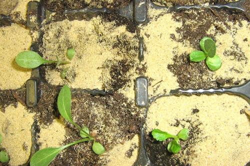 Ратибида в цветнике. Необыкновенная ратибида колоновидная на дачном участке