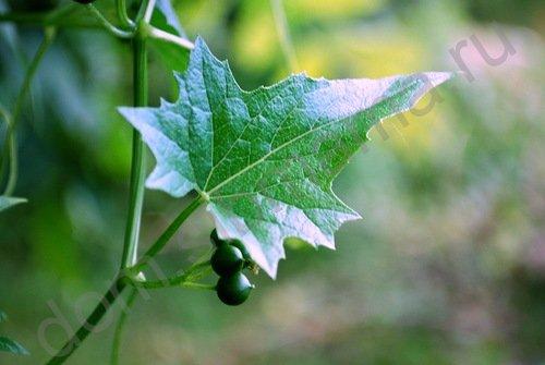 Лианы для Сибири. Бриония. Выращиваем лианы в Сибири