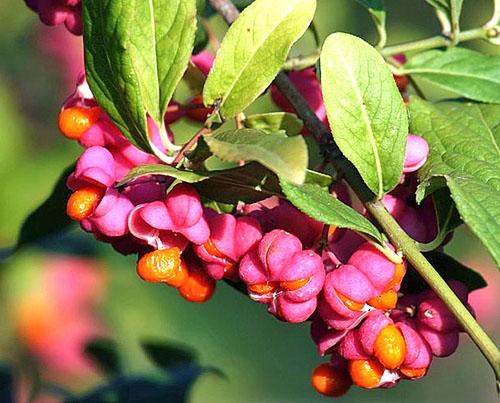 Вереск беоли кримсон. Посадка и уход за вереском на приусадебном участке