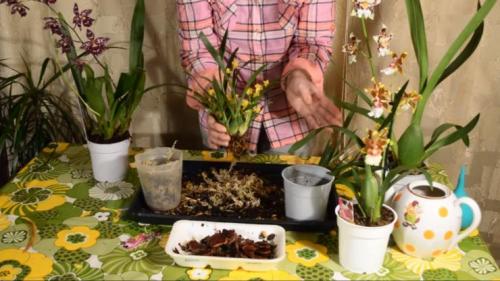 Онцидиум Пересадка после покупки. Как пересадить орхидею онцидиум после покупки