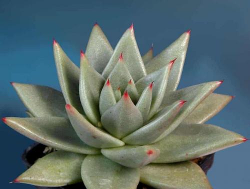 Эхеверия миранда. Виды эхеверий для комнатного цветоводства