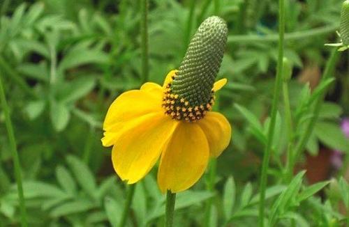 Цветок ратибида мексиканская шляпа. Экзотическая ратибида или Мексиканская шляпа