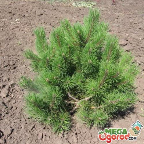 Когда можно пересаживать сосенки. Советы специалистов: как правильно пересадить сосну